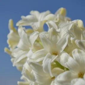 White Pearl Hyacinth (Hyacinthus orientalis White Pearl) Hero Img